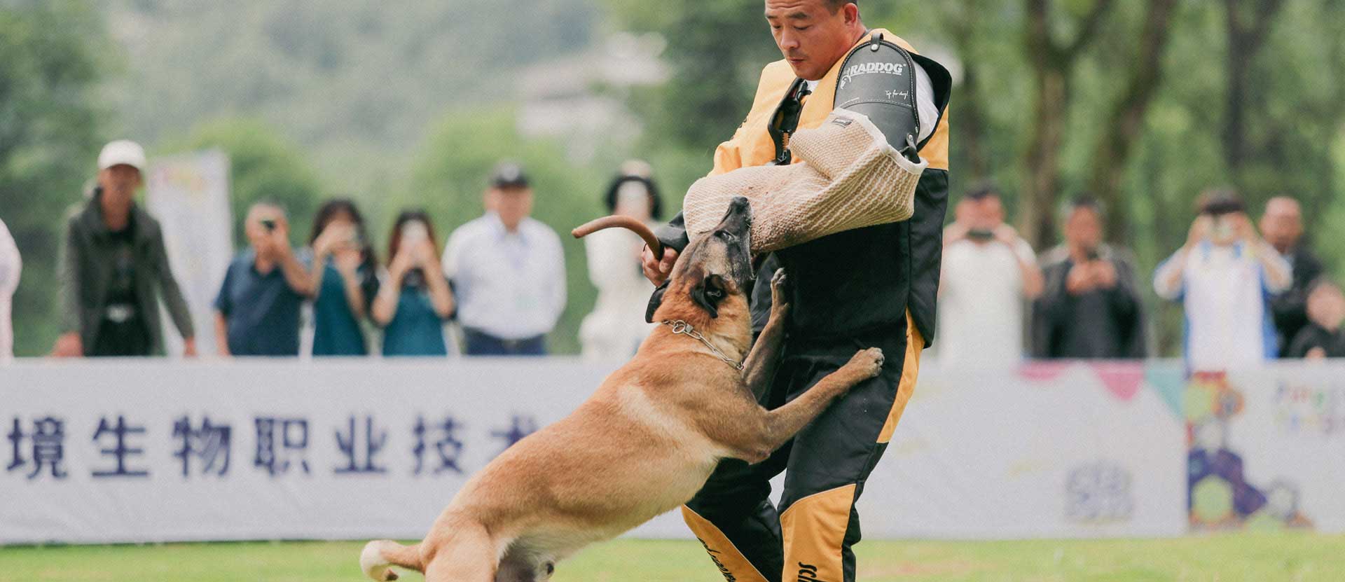 工作犬赛事