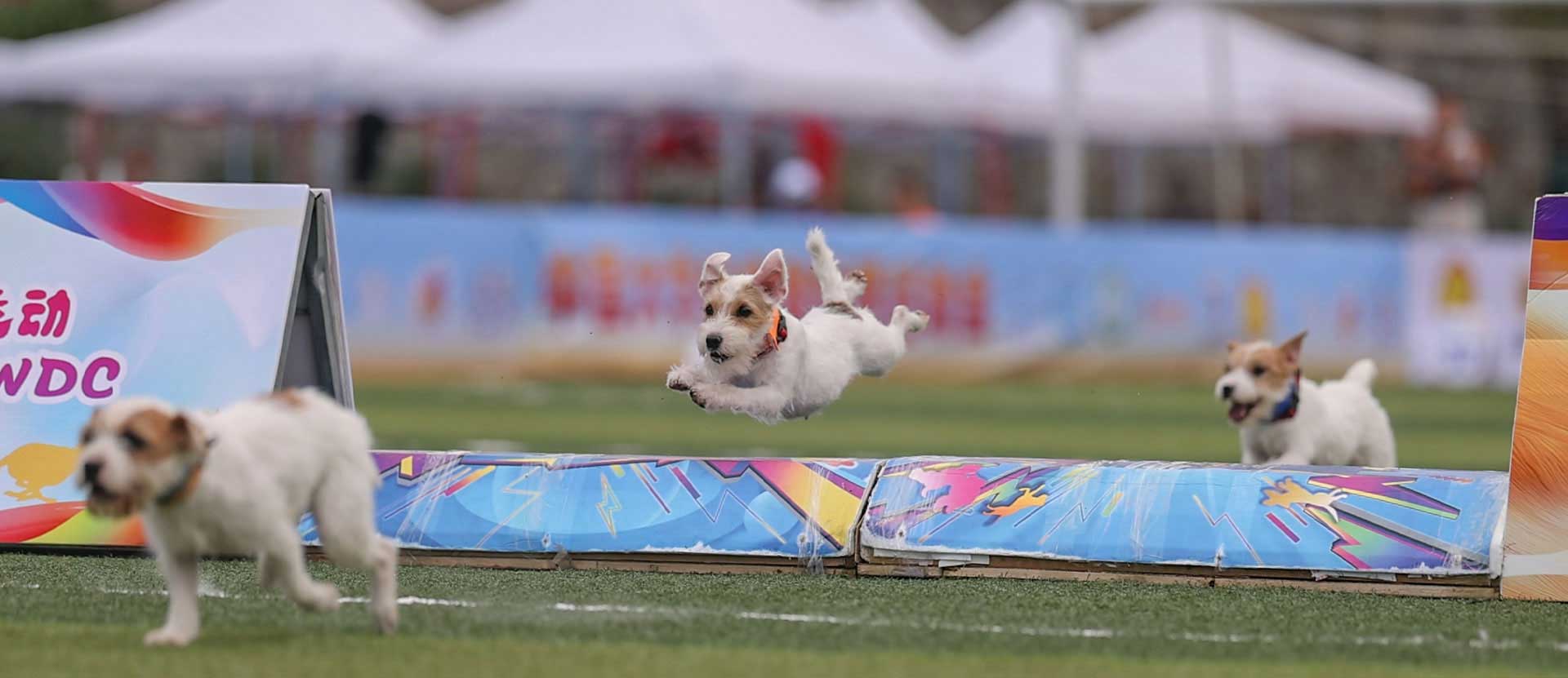 精彩犬运动赛事