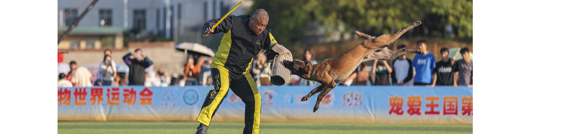 工作犬赛事