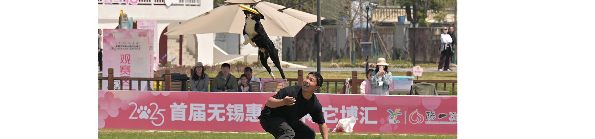 精彩犬运动赛事