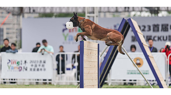 第二届平阳宠爱嘉年华暨宠爱王国第六届嗷呜狂欢节-CKUWDC国际工作犬赛平阳站暨世界杯预选赛报名通知