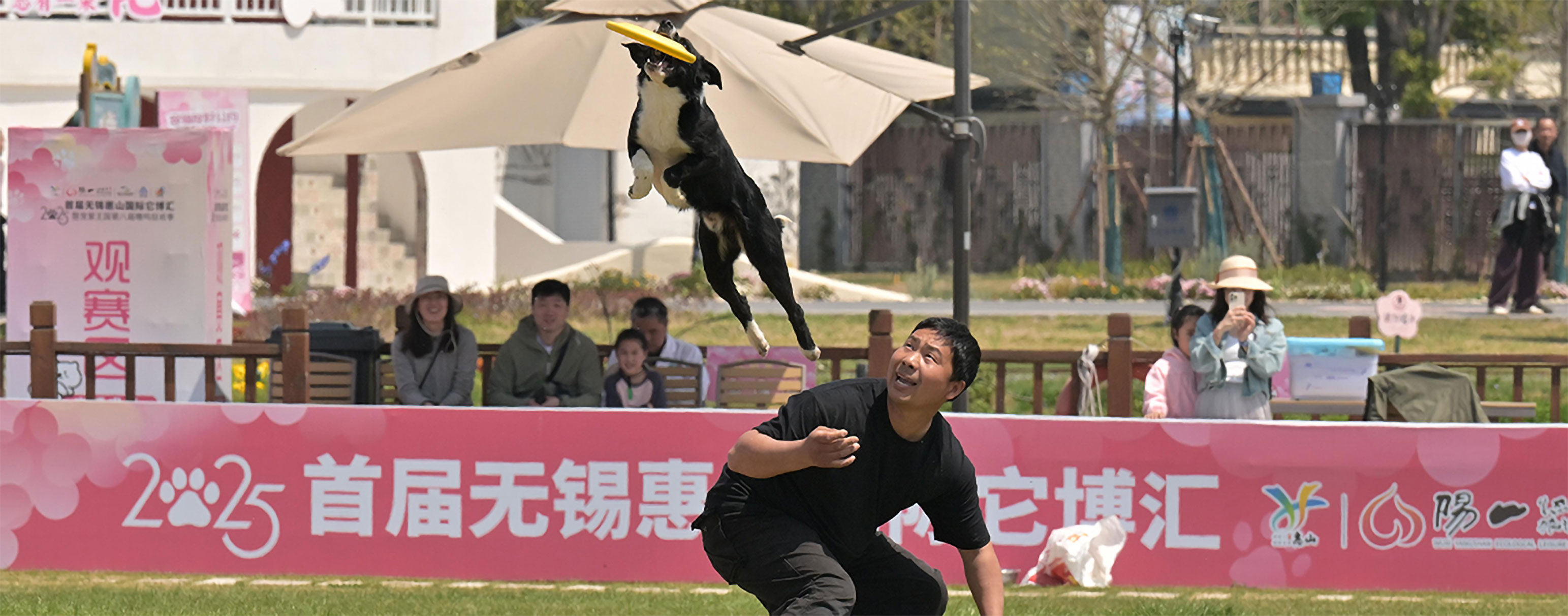 精彩犬运动赛事