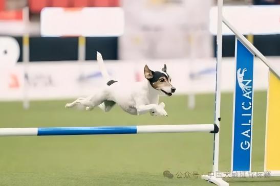 中国犬敏捷锦标赛暨宠爱王国CKUWDC犬敏捷赛赛程时间表