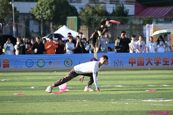 激情重燃！第二届平阳宠爱嘉年华暨宠爱王国第六届嗷呜狂欢节定档5月11-12日