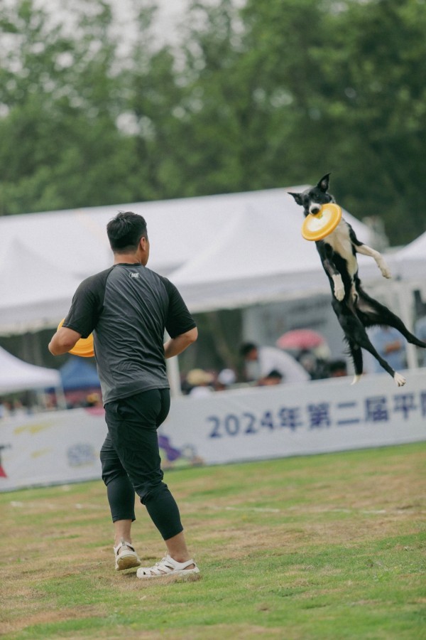 第二届平阳宠爱嘉年华暨宠爱王国第六届嗷呜狂欢节-2024年CKUWDC飞盘犬赛（CNDDI赛制）报名通知